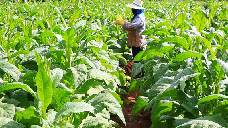 A mulher tailandesa pôs o inseticida e o adubo na planta de cigarro