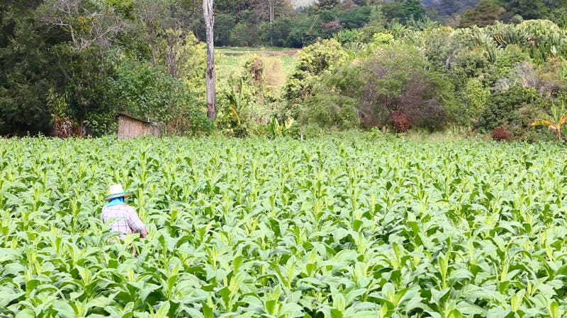 A mulher tailandesa pôs o inseticida e o adubo na planta de cigarro