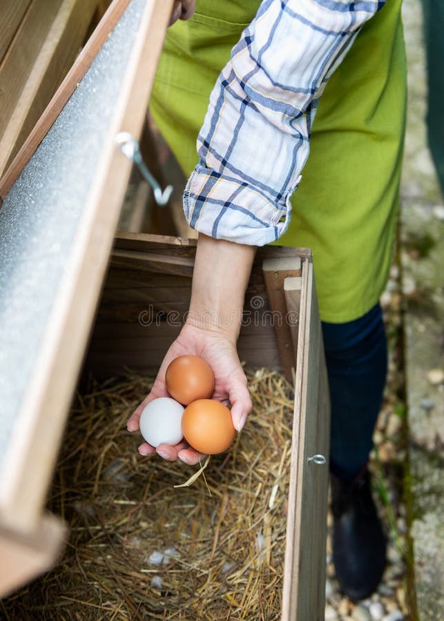 Mulher Unrecognisable que recolhe ovos ar livre da casa de galinha Galinhas poedeiras de ovo e fazendeiro fêmea novo Comer saudáv
