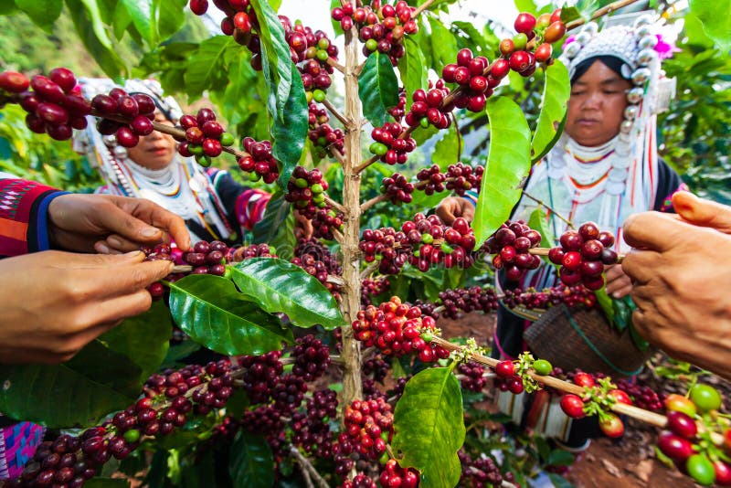 Chiang Rai, Thailand - JANUARY 4, 2013: A group of Lahu tribe women in traditional clothing picking coffee berries on a plant. Pang Khon. Chiang Rai, Thailand - JANUARY 4, 2013: A group of Lahu tribe women in traditional clothing picking coffee berries on a plant. Pang Khon