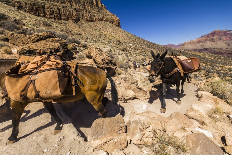 Mulis na fuga de Grand Canyon imagem de stock Mulis na fuga de Grand Canyon imagem de stock