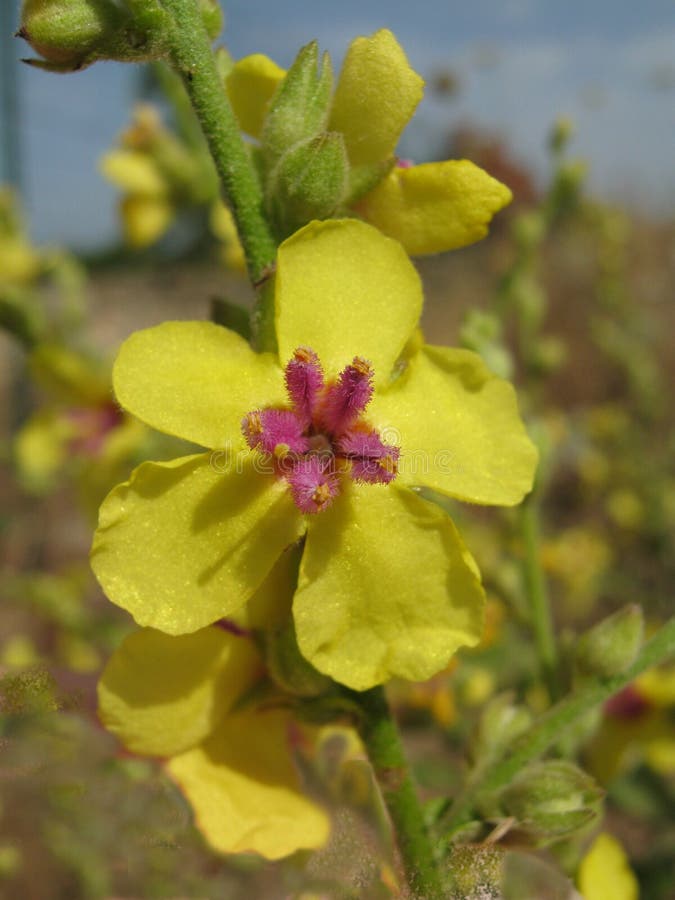 Zblízka květy divizny (Verbascum)