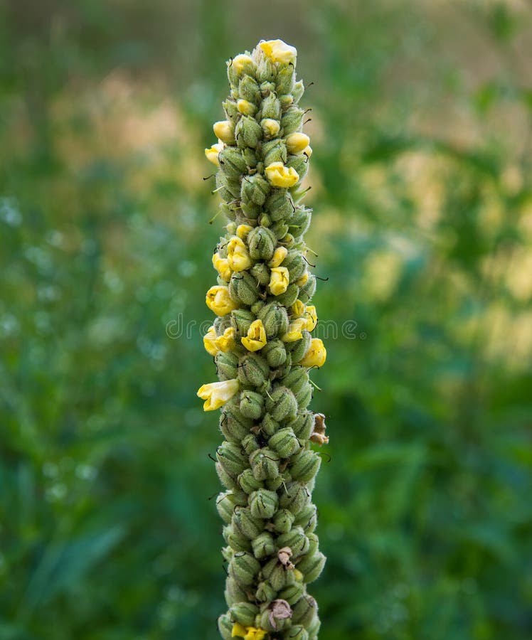 Mullein (Verbascum thapsus) wild flower royalty free stock image Mullein (Verbascum thapsus) wild flower royalty free stock image