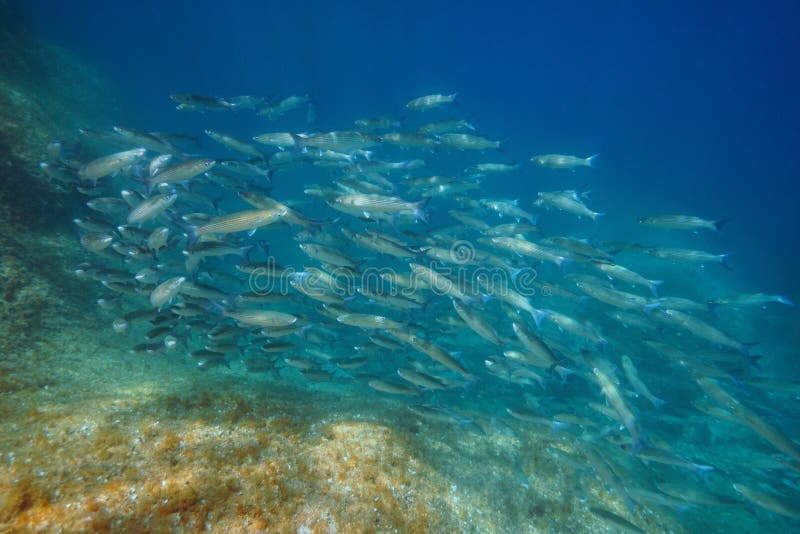 Underwater Seascape In The Mediterranean Sea, A School Of Fish