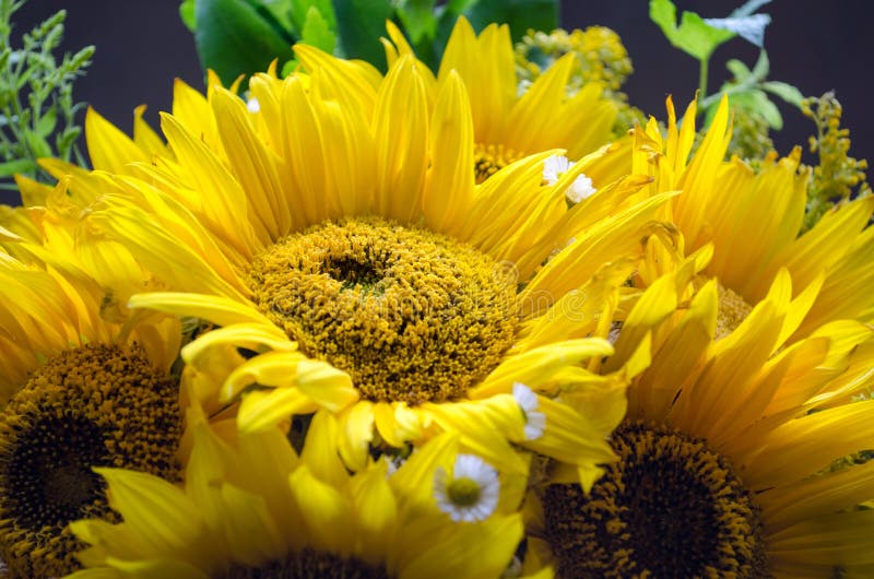 Mulltilobe jaunissent le tournesol avec la petite marguerite blanche dans un bouquet photos stock Mulltilobe jaunissent le tournesol avec la petite marguerite blanche dans un bouquet photos stock