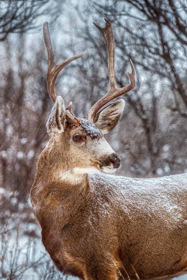 Mulo maestoso Buck Deer con i corni enormi come le cadute della neve in una bella scena di inverno fotografia stock Mulo maestoso Buck Deer con i corni enormi come le cadute della neve in una bella scena di inverno fotografia stock