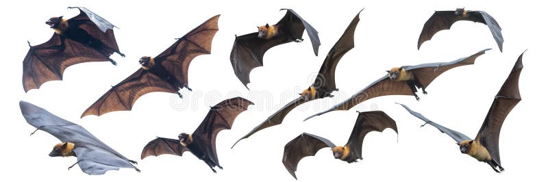 Multe lilieci zboară pe un fond alb. stock photography