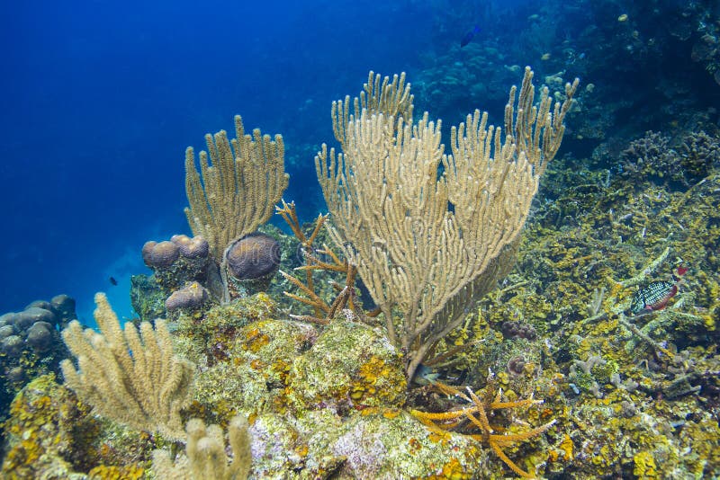 Living coral reef stock photo. Image of saltwater, ecosystem - 115288762