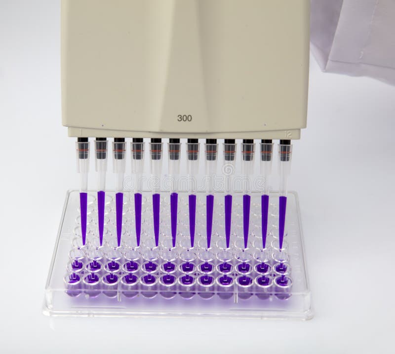 Multi Channel Pipette Loading Biological Samples in Microplate for Test