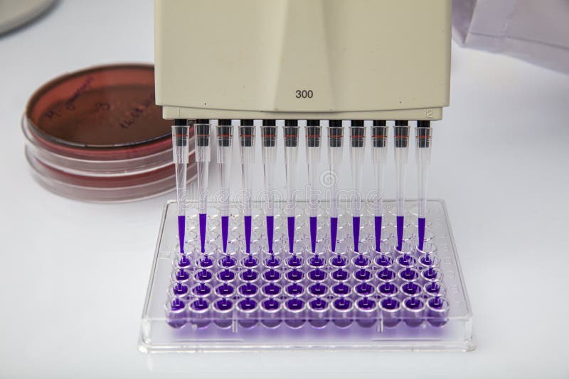 Multi Channel Pipette Loading Biological Samples in Microplate for Test