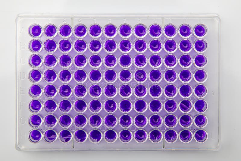 Multi Channel Pipette Loading Biological Samples in Microplate for Test