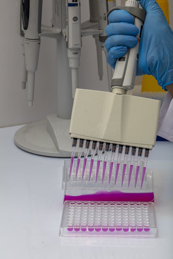 Multi Channel Pipette Loading Biological Samples in Microplate for Test