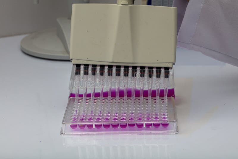 Multi Channel Pipette Loading Biological Samples in Microplate for Test