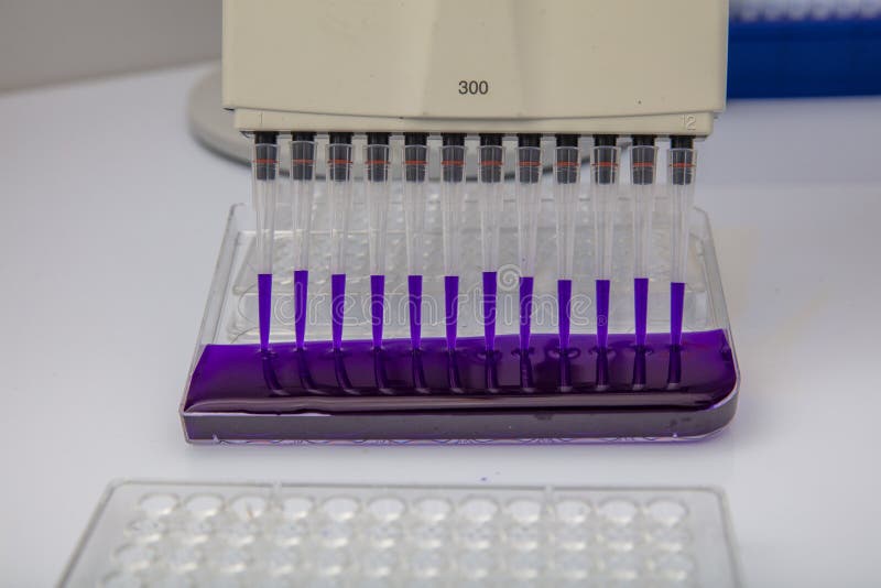 Multi Channel Pipette Loading Biological Samples in Microplate for Test