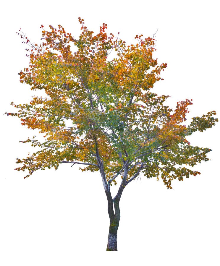 Multi color autumn tree isolated on white