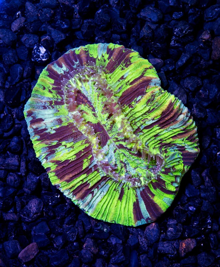 Multi Color Open Brain Coral Stock Photo Image of geoffroyi, ocean