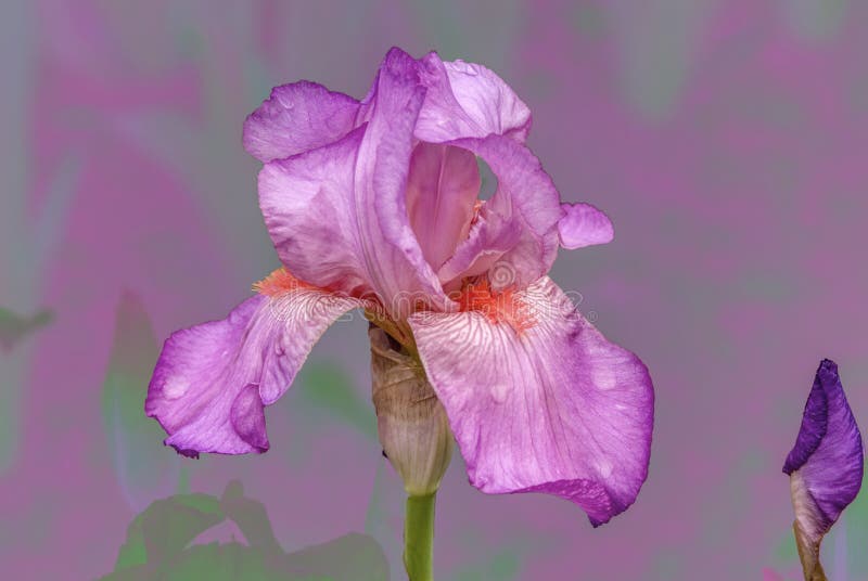 Multi color tall bearded iris bloom stock image