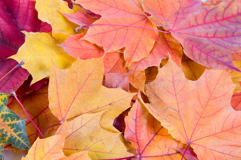 Multi-colored autumn maple leaves