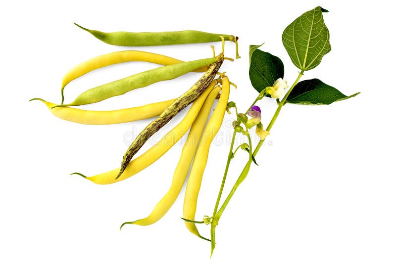 Multicolored Beans with a Flower Stock Image Image of summer, healthy 20750717