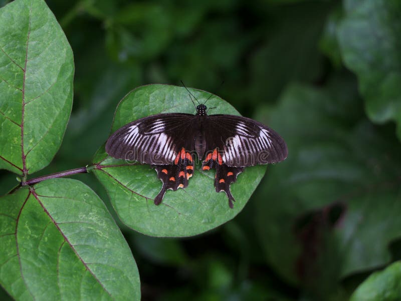 Multi Colored Butterfly on a Leaf Stock Photo - Image of colored, multi ...