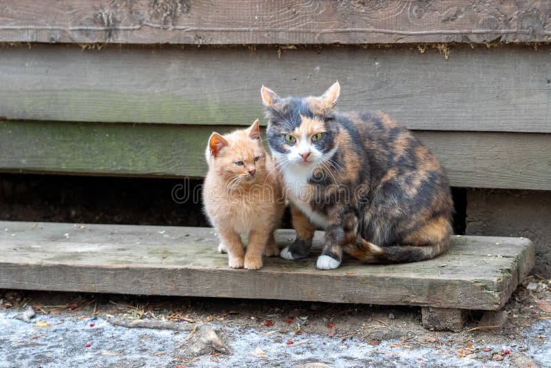 Multi-colored cat mom with a red kitten together. Animals are sitting on a wooden floor. Winter is cold. Mom cat scaredly pursed h