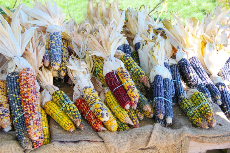 Corn in Farmers Field stock photo. Image of land, trees 32324772