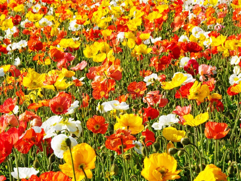 Multi colored flower bed