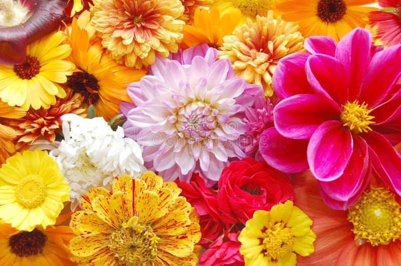 Rainbow Multi Colored Petals Daisy Flower Stock Photos - Free & Royalty ...
