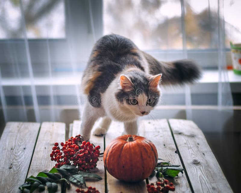 A multi-colored fluffy cat climbed onto a table with vegetables lying on it