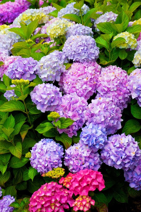 Multi Colored Hydrangea Bush With Blooms