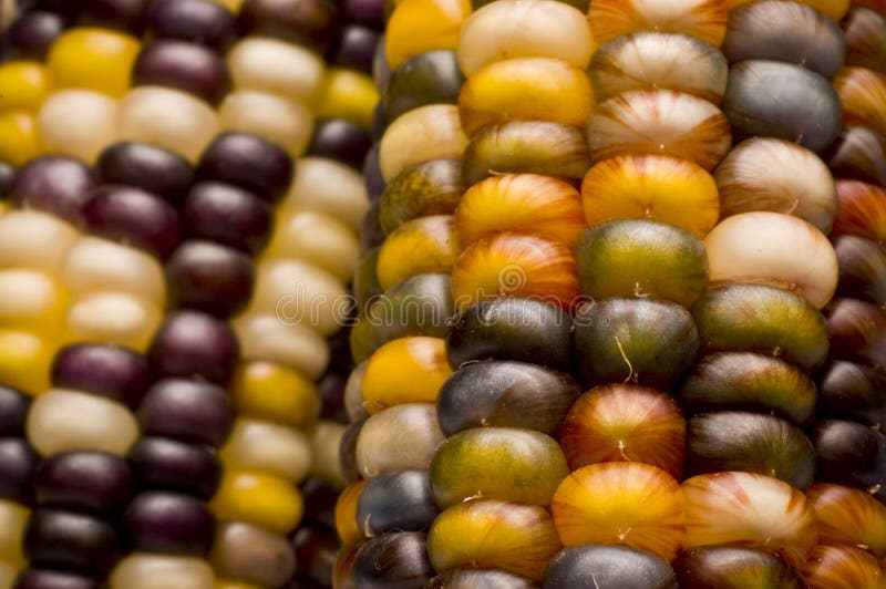 Multi-colored Indian corn or Maize.