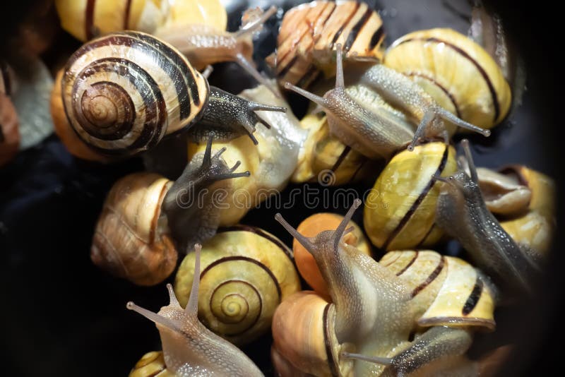 Multicolored live snails stock photo. Image of natural 214515404