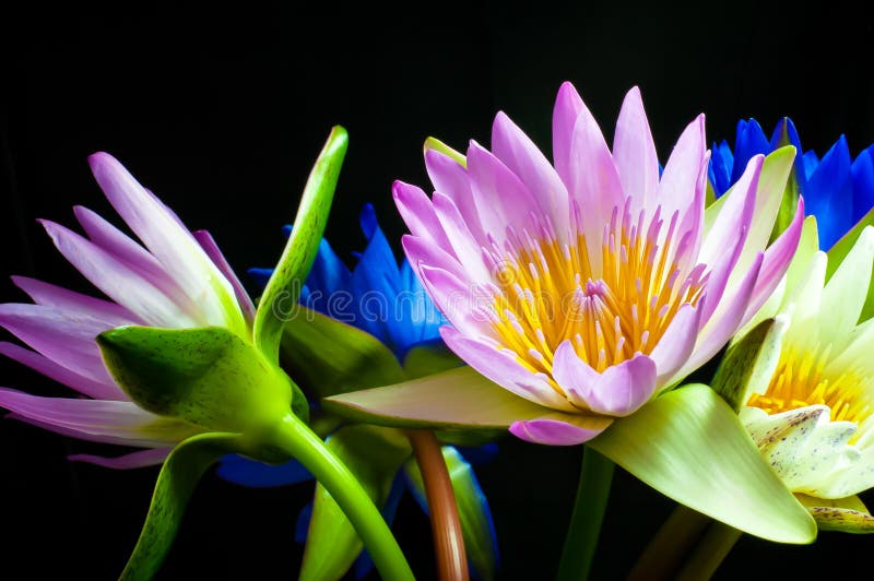 Multicolored lotus stock photo. Image of floral, object 48518280