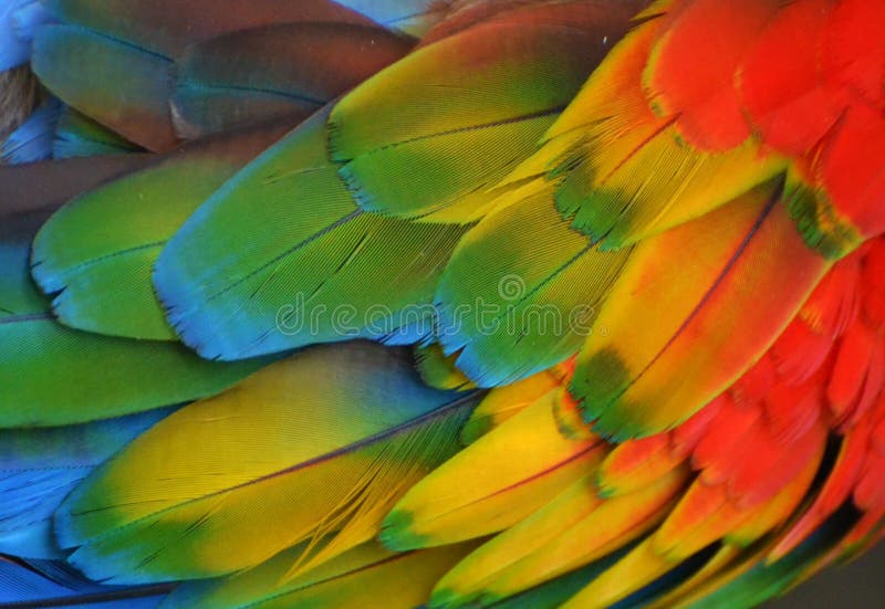 Multi-Colored Macaw Feathers