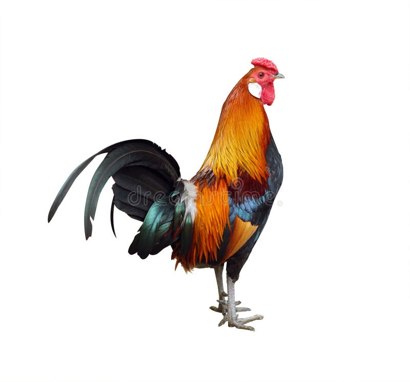 Multi-colored rooster on white background stock photo Multi-colored rooster on white background stock photo