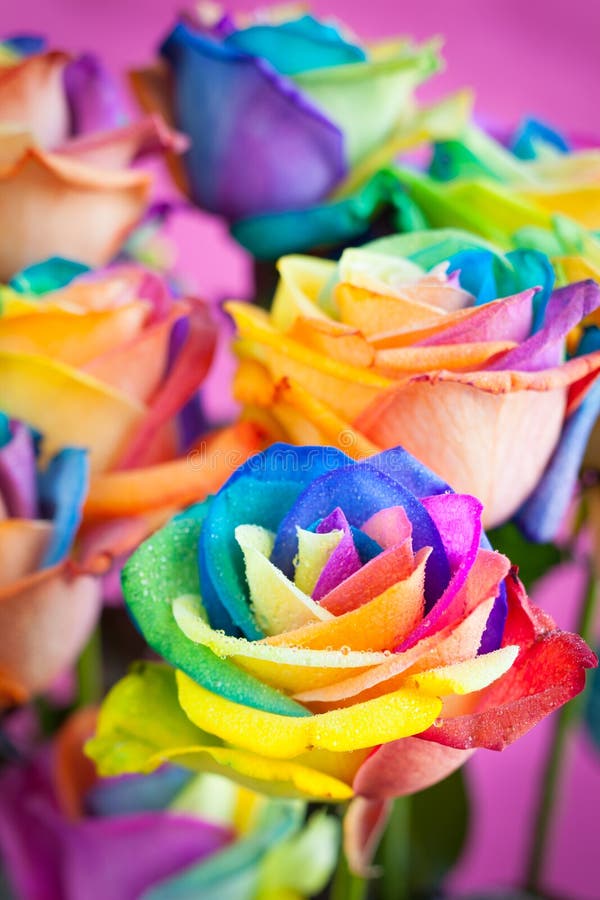 Multi-colored roses