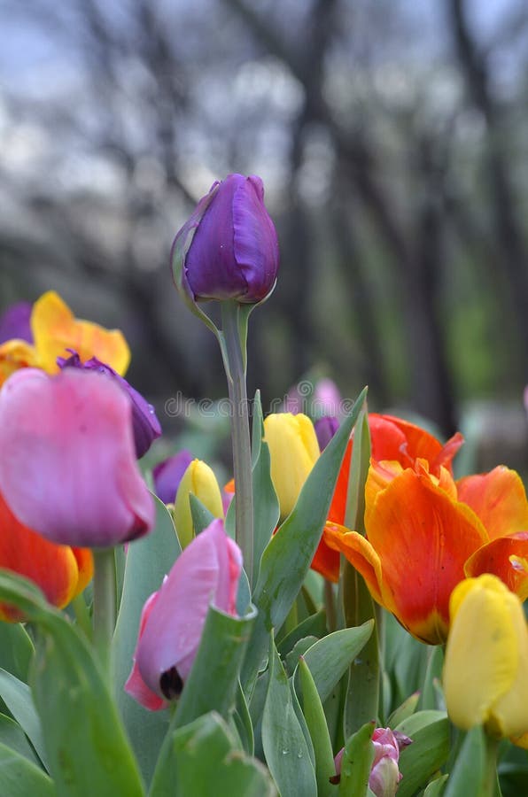 Spring Flowers in Bloom in the Garden Stock Photo Image of