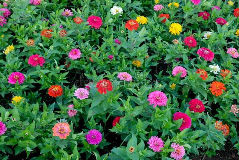Multi-colored Zinnia Flowers in Summer in the Garden. Stock Photo - Image  of zinnia, blooming: 204116458