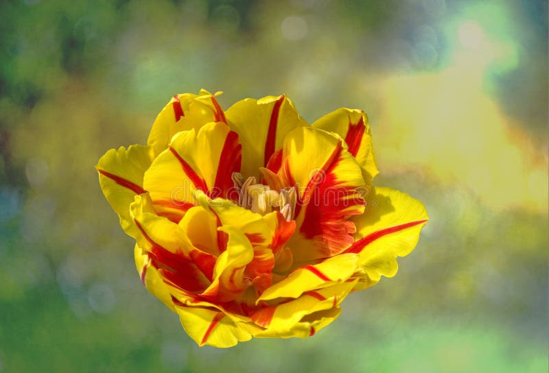 Multi colors tulip against textured background