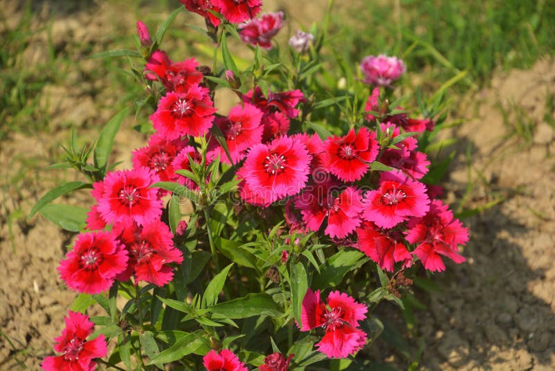 Close up of some beautiful Dianthus Baby Doll  Dianthus Chinensis flowers growing in garden with leaves and soil, selective growing. Close up of some beautiful Dianthus Baby Doll  Dianthus Chinensis flowers growing in garden with leaves and soil, selective growing