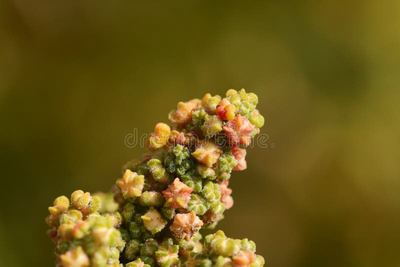 Multi-coloured flowers on the branch of a quinoa plant