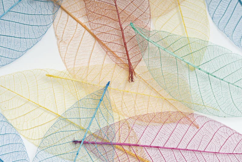 Multi Coloured Leaf Background Royalty Free Stock Photos - Image: 5171968