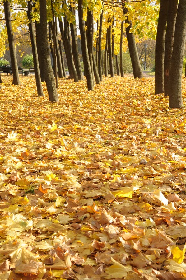 Multi-coloured maple leaves