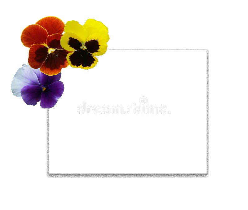 Multi-coloured pansies