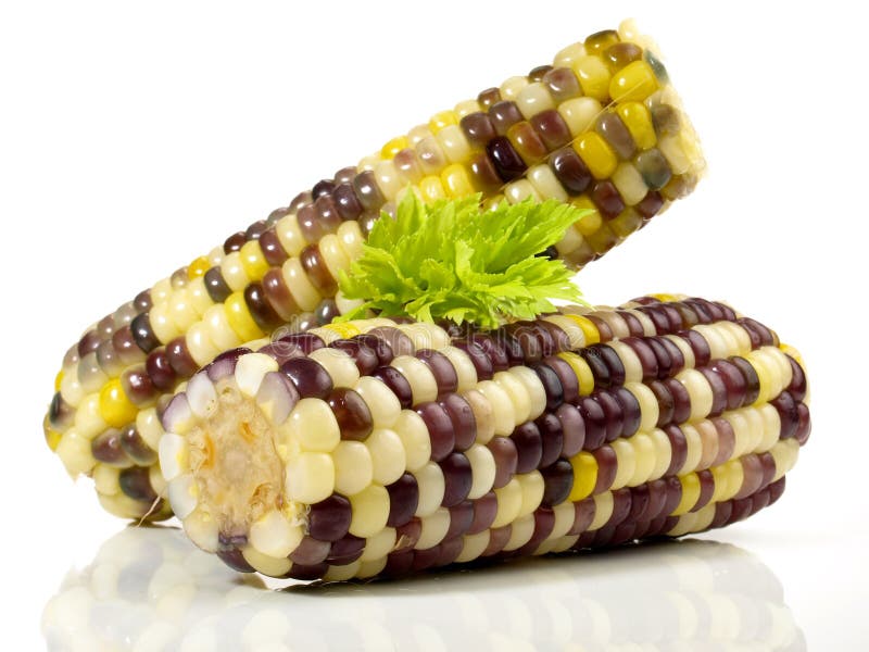 Multi Coloured Sweet Corn Cobs white Background - Isolated