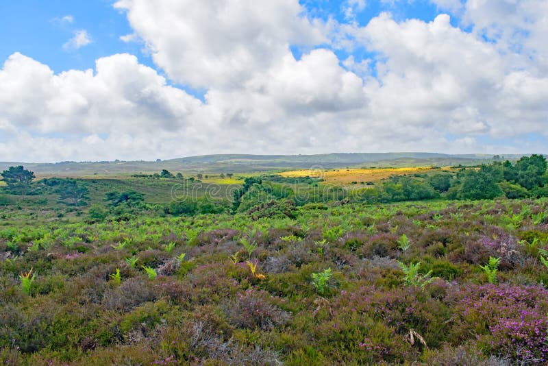 The multi coloured vibrant heathland at Purbeck,Dorset