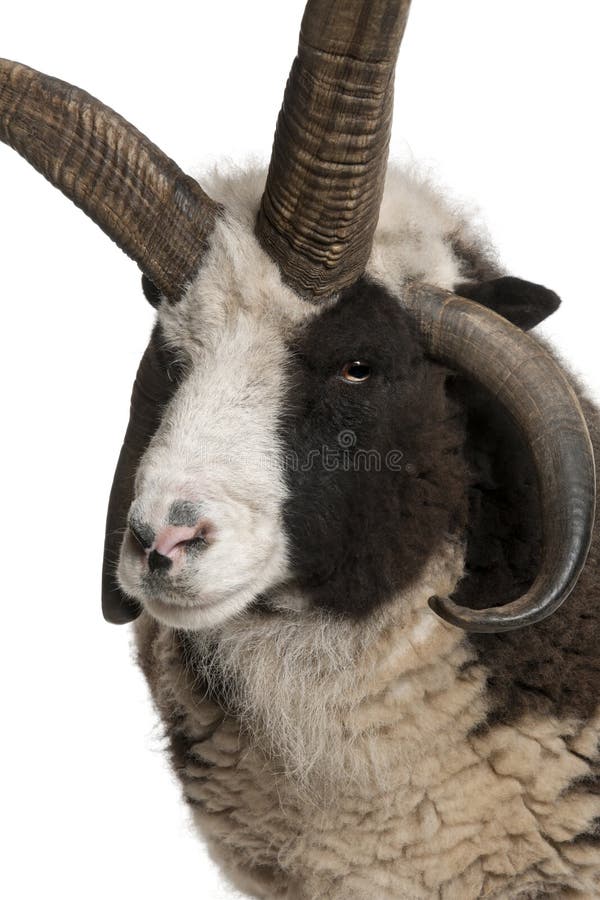Multi-gehoornde Jacob Ram, Ovis aries royalty-vrije stock foto's Multi-gehoornde Jacob Ram, Ovis aries royalty-vrije stock foto's