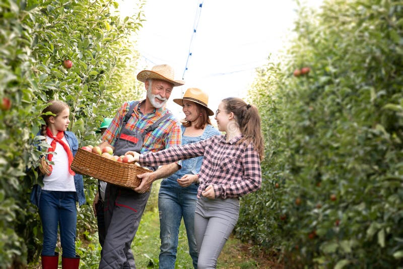 Multigeneration Family Harvesting Apples in Orchard Stock Photo