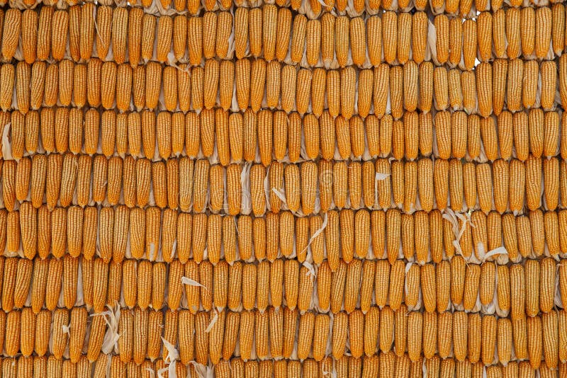 Sandwich on White Ceramic Plate Stock Photo Image of dinner