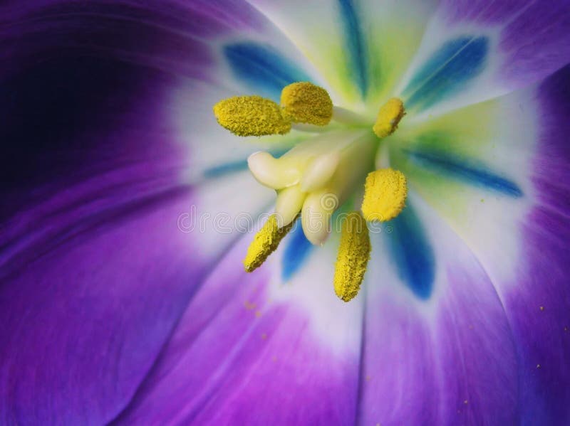 Multi Tulip colorido ultra brilhante foto de stock Multi Tulip colorido ultra brilhante foto de stock